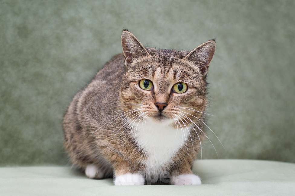 Кошки в Москве: Лета найдет дом до лета?  Девочка, Бесплатно - фото 4