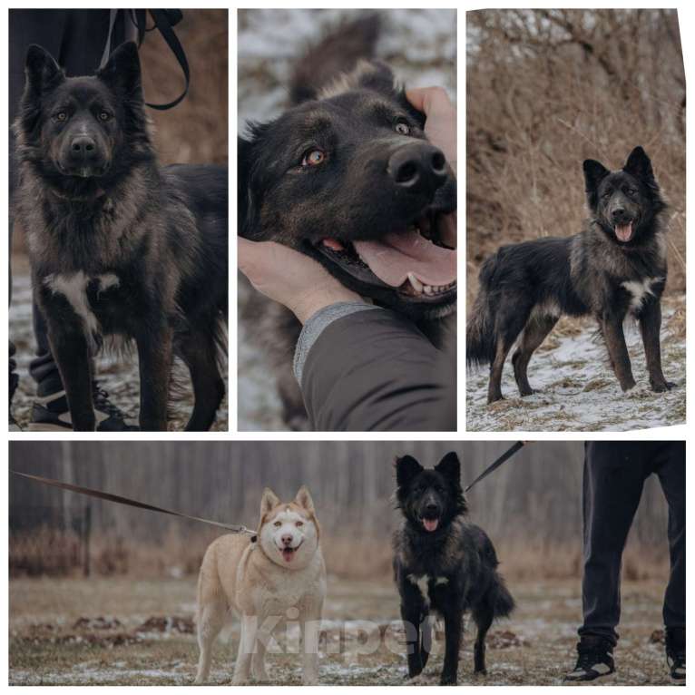 Собаки в Домодедово: В добрые руки Мальчик, Бесплатно - фото 2