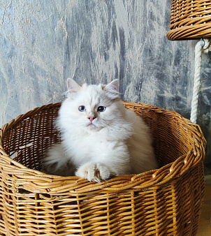 Кремовый невский маскарадный котик