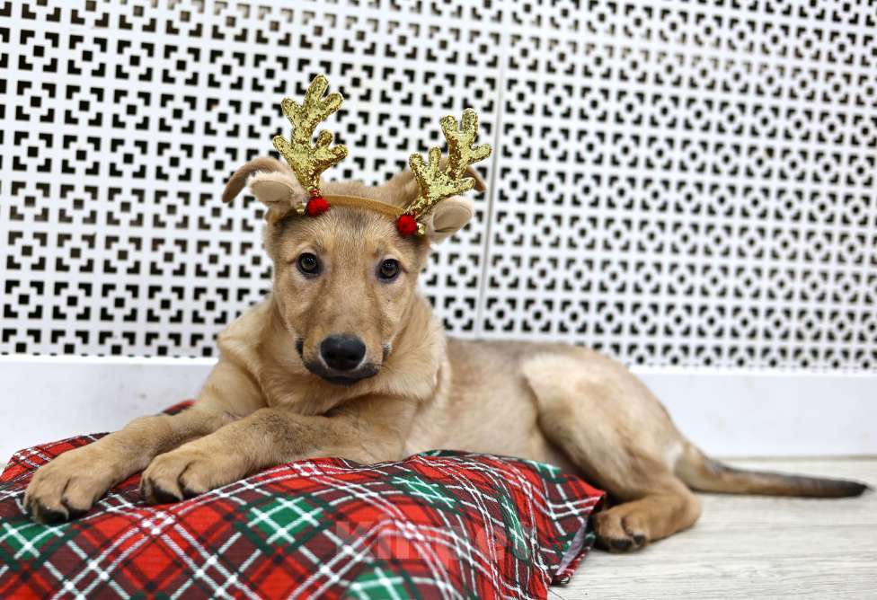 Собаки в Москве: Щенки бесплатно в Москве Девочка, Бесплатно - фото 7