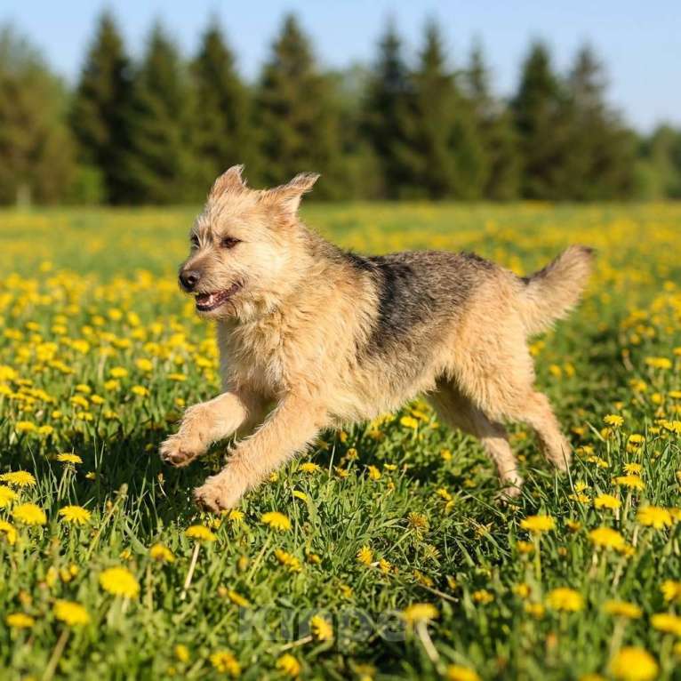 Собаки в Москве: Арчи в добрые руки Мальчик, Бесплатно - фото 4