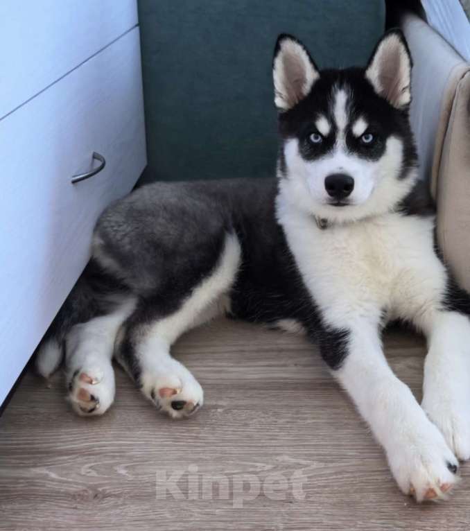 Собаки в других городах Свердловской области: Продам девочку щенка Девочка, 10 000 руб. - фото 2