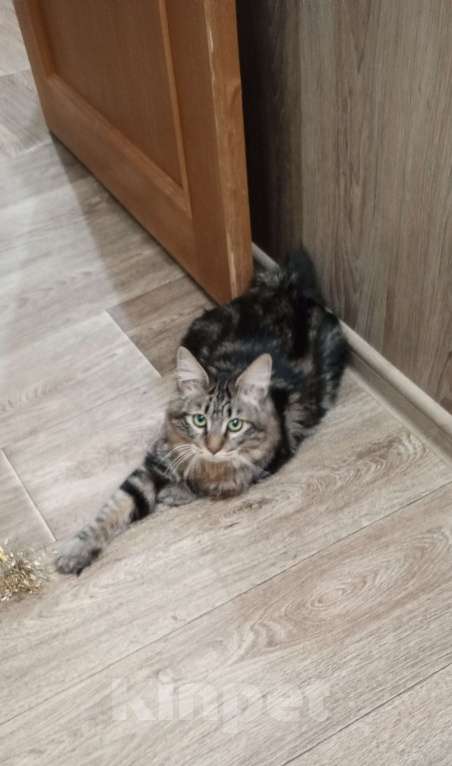 Кошки в Волгограде: Продается молодой котик Мальчик, 25 000 руб. - фото 6