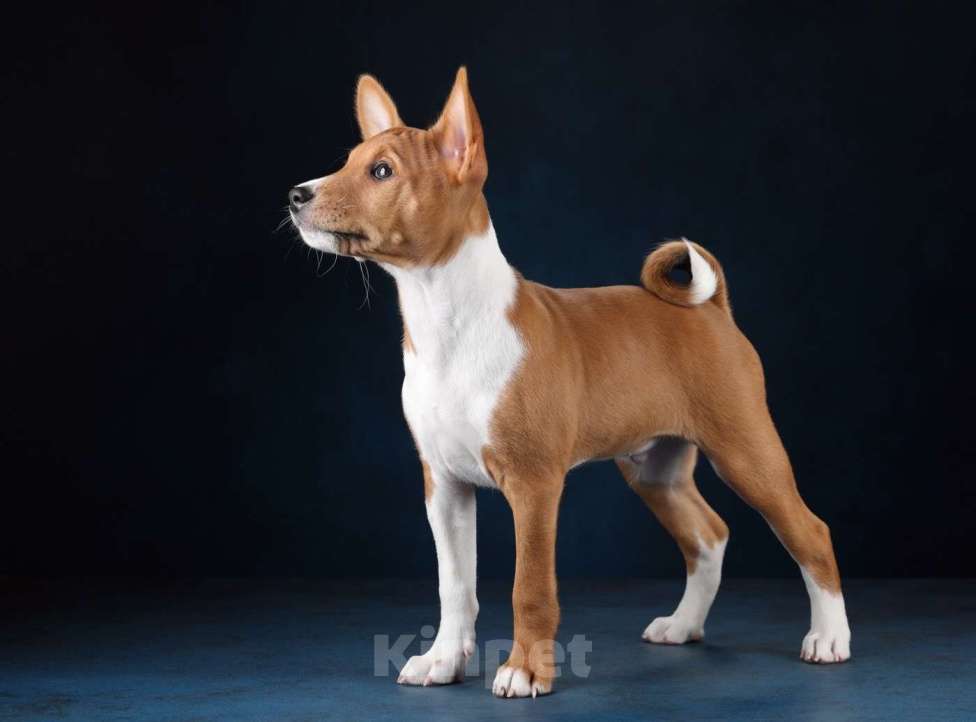 Собаки в Санкт-Петербурге: Щенки басенджи Мальчик, Бесплатно - фото 1