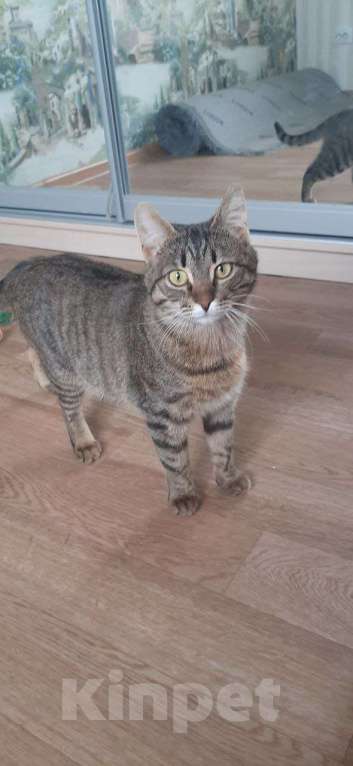 Кошки в Москве: Кошка-мама Девочка, Бесплатно - фото 2