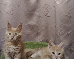Кошки в Москве: Котик Мальчик, 35 000 руб. - фото 4