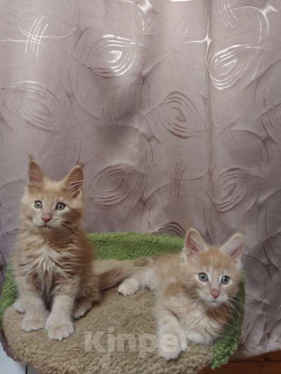 Кошки в Москве: Котик Мальчик, 35 000 руб. - фото 4