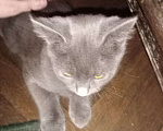 Кошки в Краснодаре: Пропал серый кот похож на русскую голубую Мальчик, 1 000 руб. - фото 1