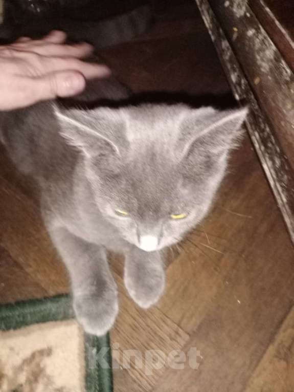 Кошки в Краснодаре: Пропал серый кот похож на русскую голубую Мальчик, 1 000 руб. - фото 1