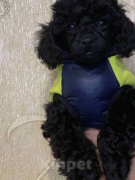 Собаки в Березовском: Мальчик Мальчик, 60 000 руб. - фото 1