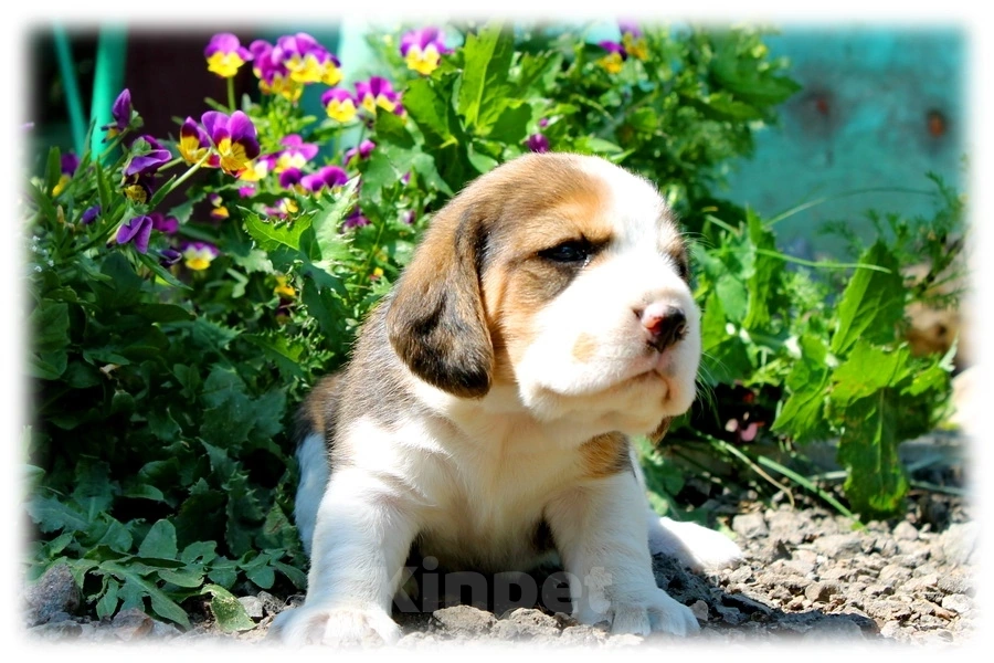 Собаки в Истре: Девочки и мальчики Девочка, 50 000 руб. - фото 3