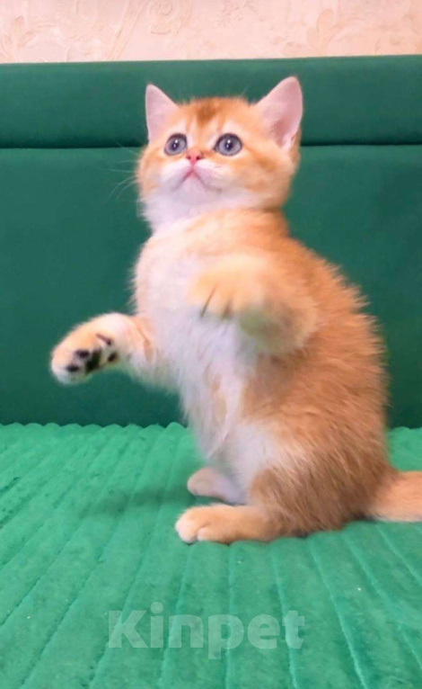 Кошки в Москве: Джемка Мальчик, 60 000 руб. - фото 2