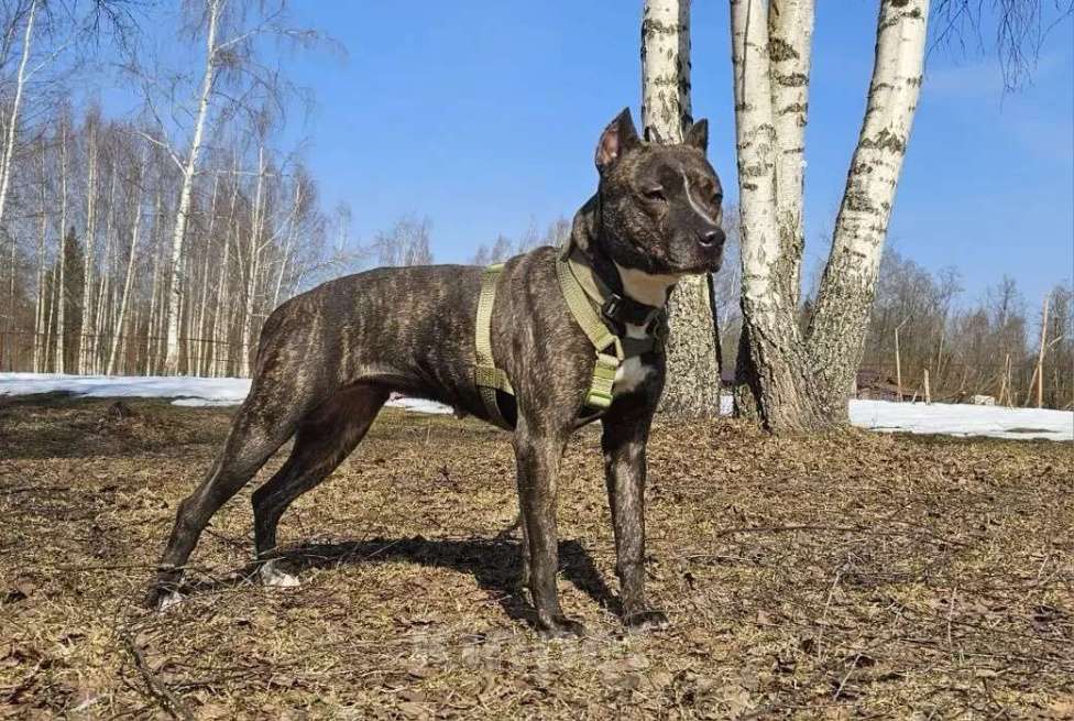 Собаки в Москве: собака в добрые руки амстафф Девочка, Бесплатно - фото 6