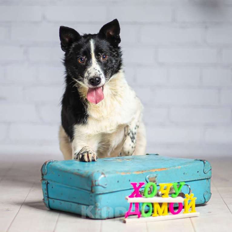 Собаки в Москве: Басенджи Агата в добрые руки Девочка, 1 руб. - фото 2