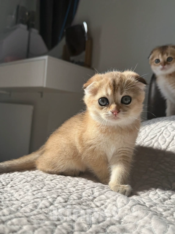 Кошки в Москве: Шотландский вислоухий котенок Девочка, Бесплатно - фото 3