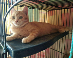 Кошки в Рязани: Котята, Бесплатно - фото 2