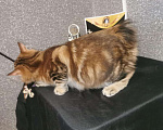 Кошки в Ачинске: Курилы, 15 000 руб. - фото 8