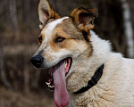 Собаки в Москве: Самый любвеобильный. Собака Дэнни Мальчик, Бесплатно - фото 5