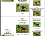 Собаки в Симферополе: Продаются щенки немецкой овчарки длинношерстной Девочка, 30 000 руб. - фото 7