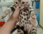 Кошки в других городах Московской области: Бенгальская девочка. Бронь до воскресенья Девочка, 20 000 руб. - фото 4