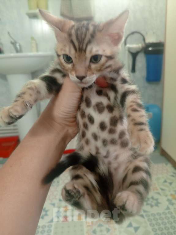 Кошки в других городах Московской области: Бенгальская девочка. Бронь до воскресенья Девочка, 20 000 руб. - фото 4