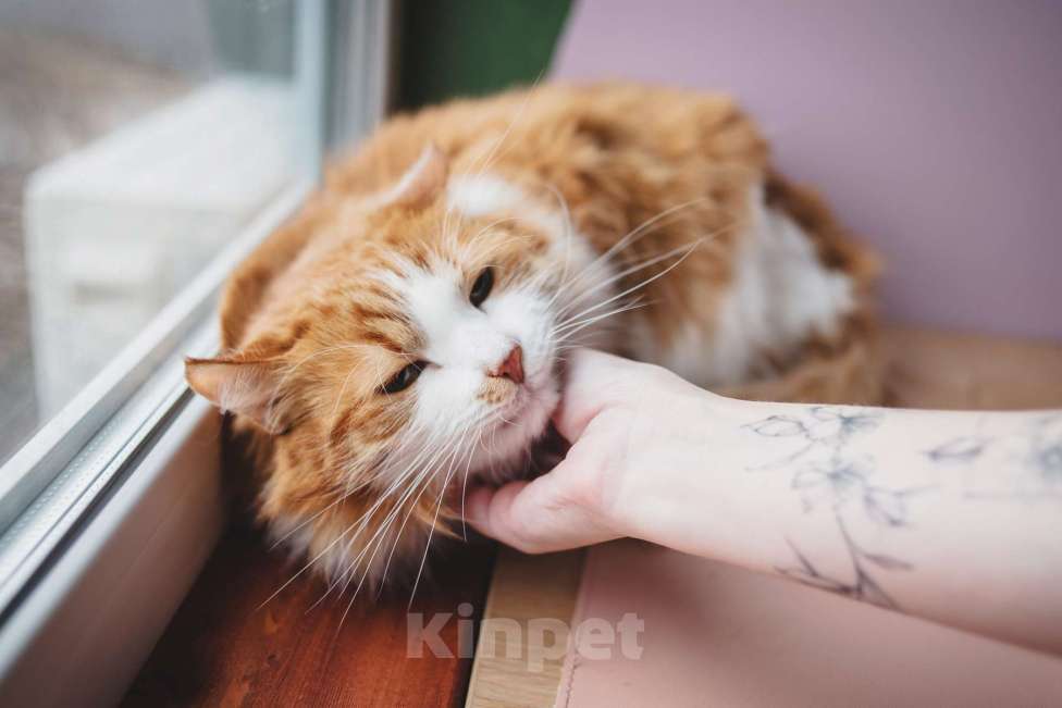 Кошки в Москве: Ласковый любопытный котик Алисий ищет дом Мальчик, Бесплатно - фото 4