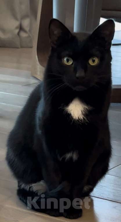 Кошки в Москве: Спокойная и независимая кошка Муся в самые добрые руки Девочка, 1 руб. - фото 2