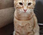Кошки в Москве: Молодой рыжий буддист котик Марк в добрые руки Мальчик, 1 руб. - фото 2