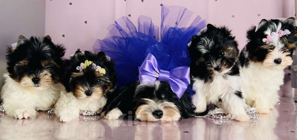 Собаки в Котельнике: Бивер терьер и Бивер блю Даймонд  Мальчик, 50 000 руб. - фото 9