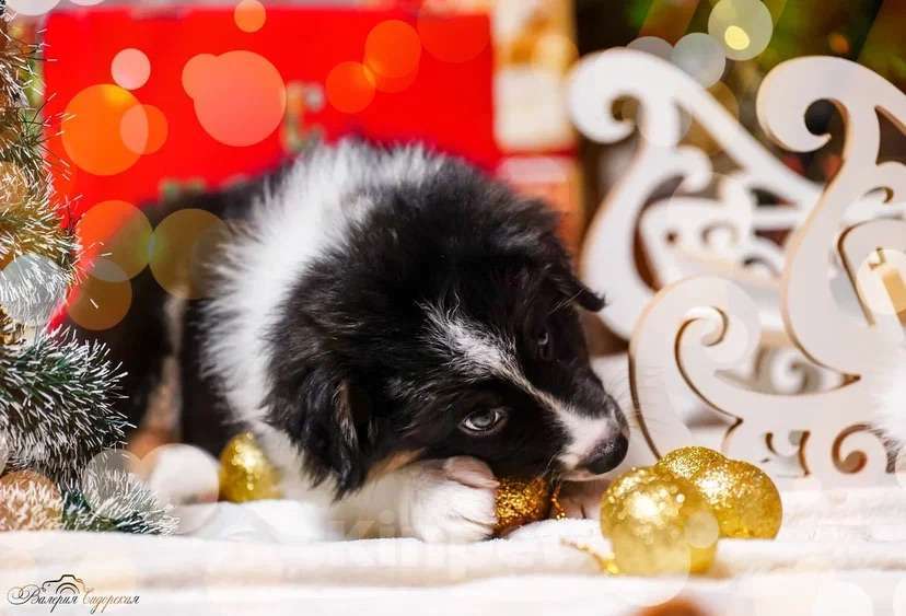 Собаки в Воронеже: Австралийская овчарка/аусси щенок Девочка, 60 000 руб. - фото 3