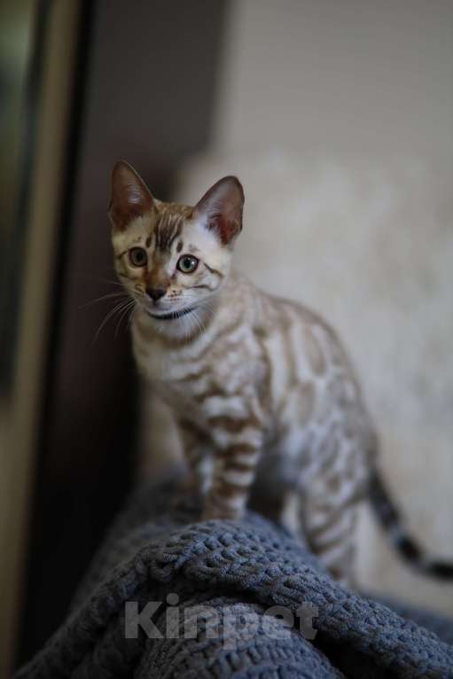 Кошки в Москве: Бенгальский котёнок  Мальчик, 90 000 руб. - фото 9