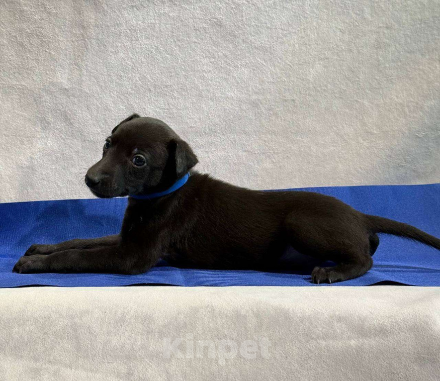 Собаки в Москве: Щенки уиппета Мальчик, Бесплатно - фото 3