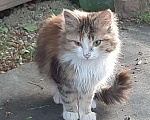 Кошки в Краснодаре: Котятки в добрые ручки  Девочка, Бесплатно - фото 10