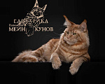 Кошки в Москве: Мейн кун Москва Мальчик, 80 000 руб. - фото 1