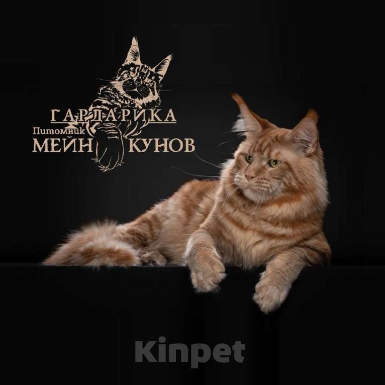Кошки в Москве: Мейн кун Москва Мальчик, 80 000 руб. - фото 1