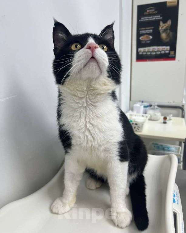 Кошки в Москве: У волонтера онкология — коту некуда идти  Мальчик, Бесплатно - фото 3