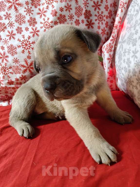 Собаки в других городах Краснодарского края: Кане-Корсо, щенок Мальчик, 30 000 руб. - фото 10