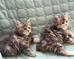Кошки в Казани: Котята курильского бобтейла Разнополые, 20 000 руб. - фото 2