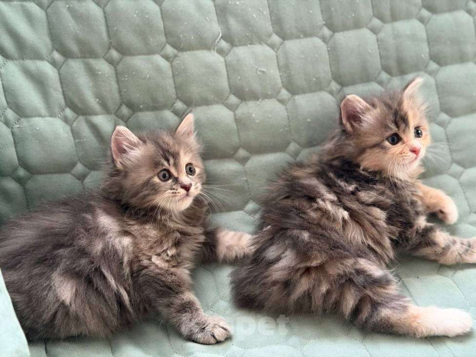 Кошки в Казани: Котята курильского бобтейла Разнополые, 20 000 руб. - фото 2