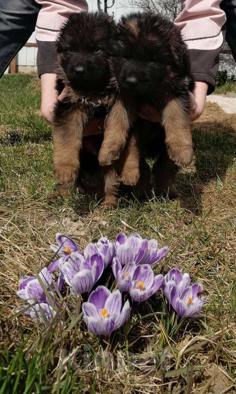 Собаки в Москве: Щенки немецкой длинношерстной овчарки  Девочка, Бесплатно - фото 7