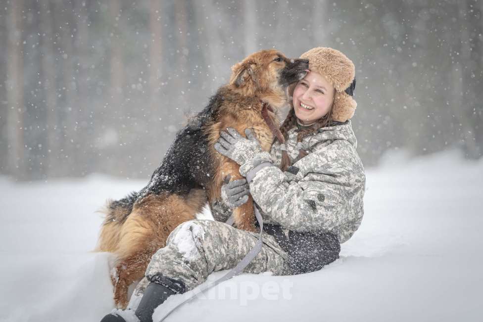 Собаки в Клине: Фисташка — роскошная красавица готова стать частью вашей семьи Девочка, Бесплатно - фото 9