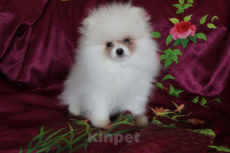 Собаки в Железногорске: Белоснежный шпиц. РКФ, метрика, родословная. Мальчик, 110 000 руб. - фото 1