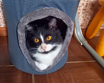 Кошки в Москве: Отдам с доплатой кастрированного кота 1.3 года, срочно, переезд. Мальчик, Бесплатно - фото 1