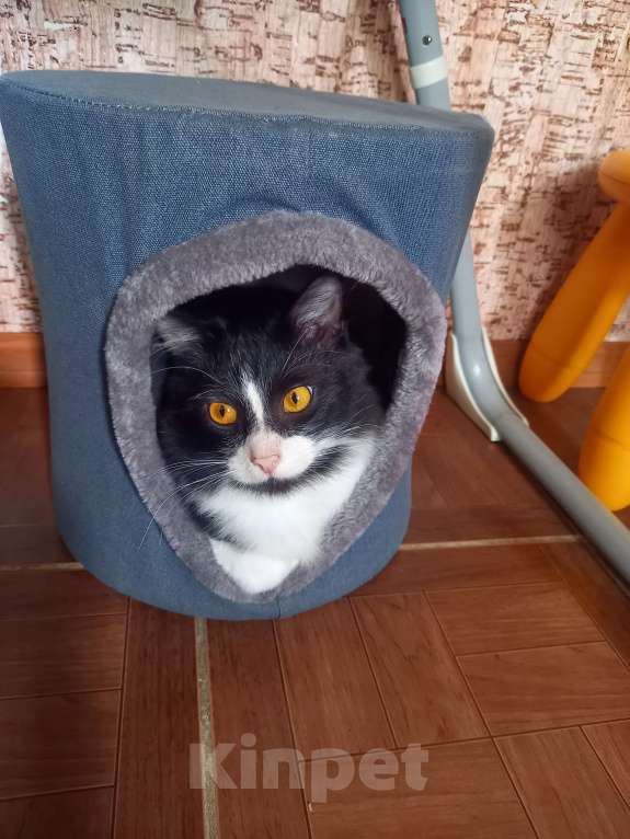 Кошки в Москве: Отдам с доплатой кастрированного кота 1.3 года, срочно, переезд. Мальчик, Бесплатно - фото 1