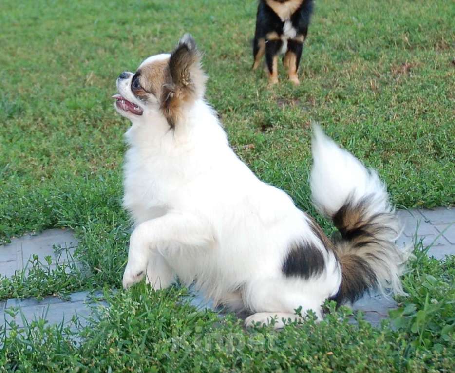 Собаки в Москве: Мальчик подросток Мальчик, 15 000 руб. - фото 3