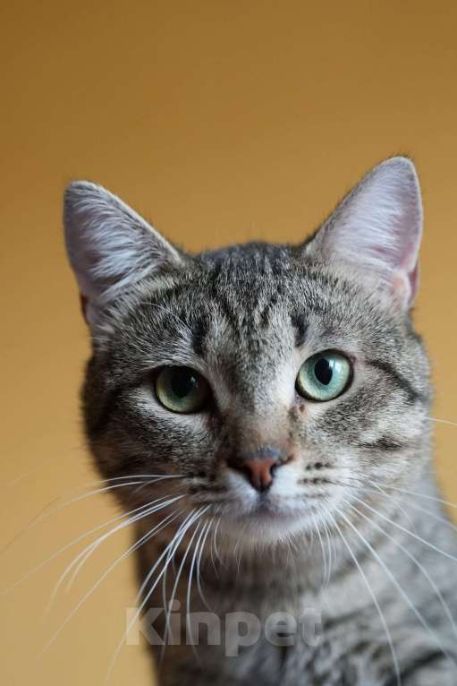 Кошки в Москве: котик Василек срочно ищет дом Мальчик, Бесплатно - фото 10