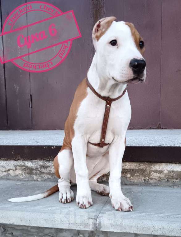 Собаки в Томске: Американский стафордширский терьер  Девочка, 25 000 руб. - фото 3