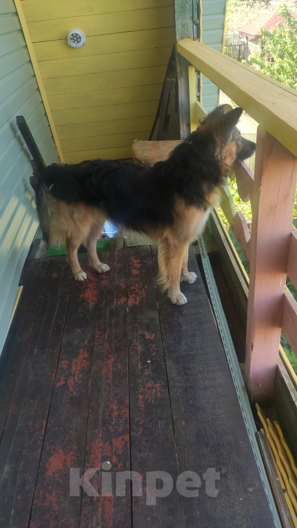 Собаки в Дмитрове: Потерялась собака Мальчик, 1 000 руб. - фото 2