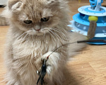 Кошки в Москве: Котята шотландские Девочка, Бесплатно - фото 5