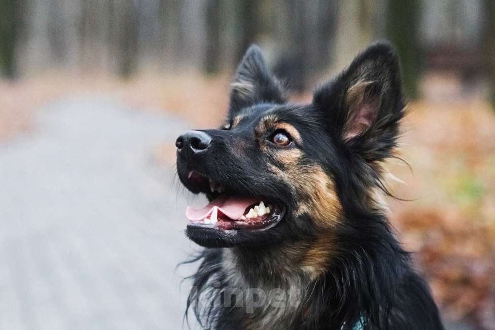 Собаки в Москве: Необыкновенная красавица Клер ждет свою семью. Девочка, Бесплатно - фото 10